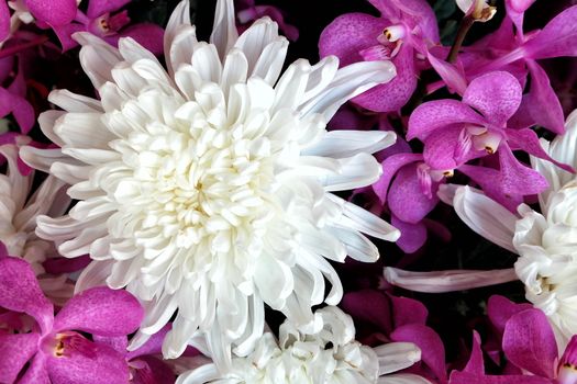 White Chrysanthemum.