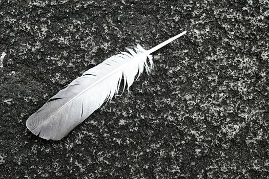 Feather on Concrete Ground.