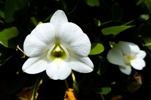 White Orchid.