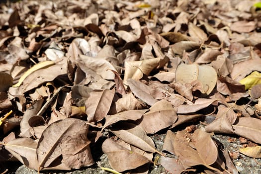 Close up Dried Leaves.