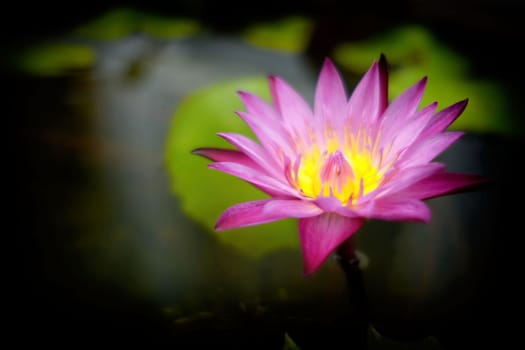 Beautiful Lotus Background.