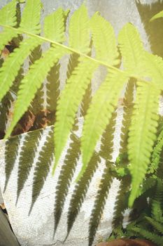 Close up Shadow of Leaves with Light Leak. (Selective Focus)