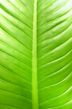 Green Leaf Background.