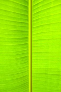 Banana Leaf Background.