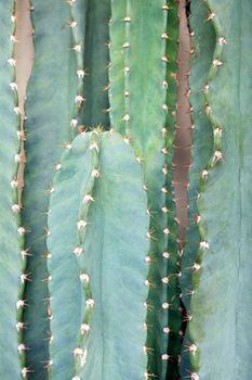 Close up Cactus Tree.