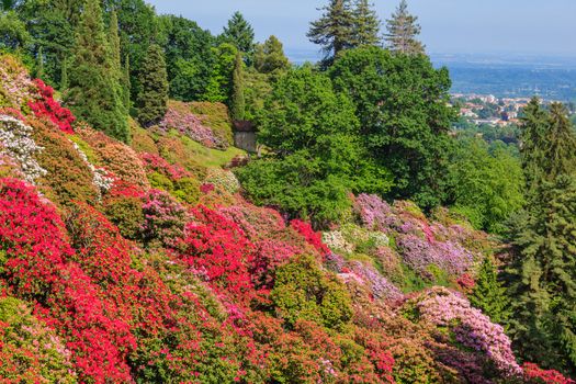 the flowering of rhodondendros in may,is a show  of colors from white to lilac to red