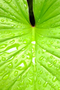 Green Leaf with Raindrops.