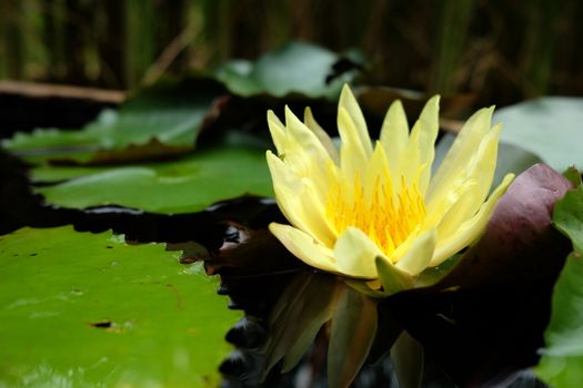 Close-up Yellow Lotus Flower with Reflection on Water Surface in Soft-Focus in The Background. (Selective Focus)