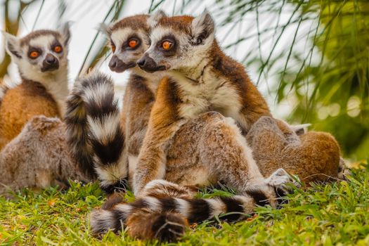 a male lemur hugs his female, while from a distance another lemur looks