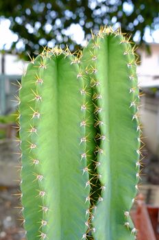 Close-up Cactus Tree.