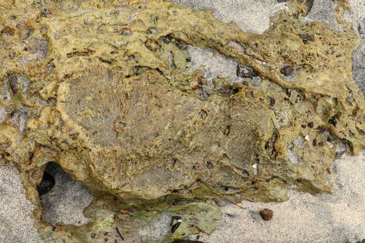 Fossilized sea animal on coast of Indian Ocean, Bali, Indonesia. Structure of sea coral fossil of yellow black color. Water in small recesses of coral. Sun's rays are reflected from the water surface.