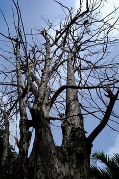 Dried Tree with Blue Sky.