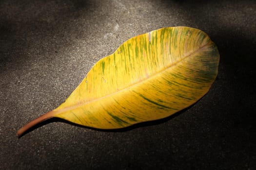 Dried Leaf on Ground with Sunlight Beam.