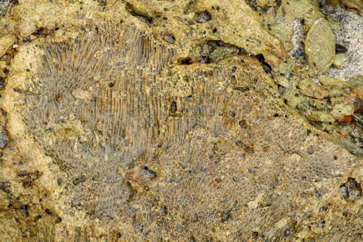 Fossilized sea animal on coast of Indian Ocean, Bali, Indonesia. Structure of sea coral fossil of yellow black color. Water in small recesses of coral. Sun's rays are reflected from the water surface.