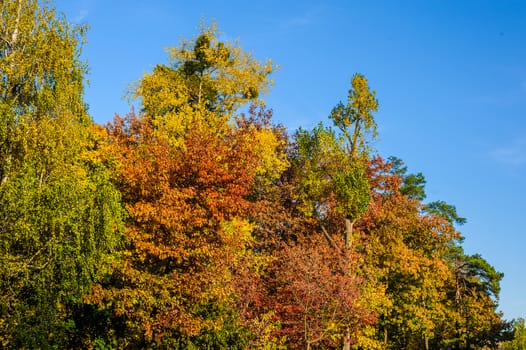 leaves on trees of yellow, red and green in the deciduous forest in autumn against a blue sky