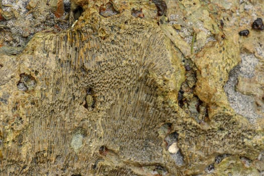 Fossilized sea animal on coast of Indian Ocean, Bali, Indonesia. Structure of sea coral fossil of yellow black color. Water in small recesses of coral. Sun's rays are reflected from the water surface.