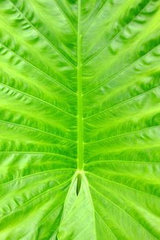 Green Caladium Leaf Background.