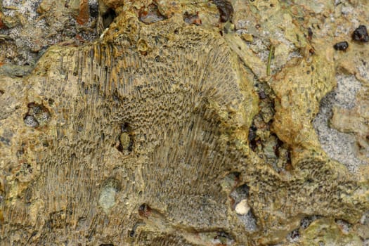 Fossilized sea animal on coast of Indian Ocean, Bali, Indonesia. Structure of sea coral fossil of yellow black color. Water in small recesses of coral. Sun's rays are reflected from the water surface.