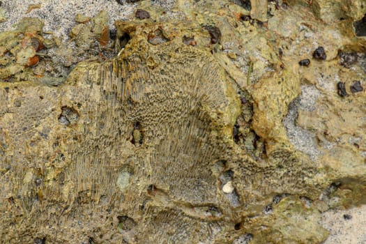 Fossilized sea animal on coast of Indian Ocean, Bali, Indonesia. Structure of sea coral fossil of yellow black color. Water in small recesses of coral. Sun's rays are reflected from the water surface.