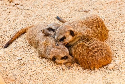 three meerkats from kalahari while they are sleeping