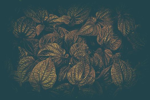 Leaves Background in Dark Contrast with Vintage Style.