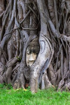 Head of Buddha statue in root of bodhi tree at Wat Mahathat in Ayutthaya Thailand.