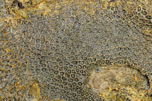 Fossilized sea animal on coast of Indian Ocean, Bali, Indonesia. Structure of sea coral fossil of yellow black color. Water in small recesses of coral. Sun's rays are reflected from the water surface.