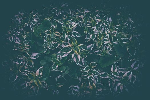 Leaves Background in Dark Contrasts with Vintage Style.