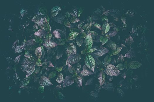 Leaves Background in Dark Contrasts with Vintage Style.