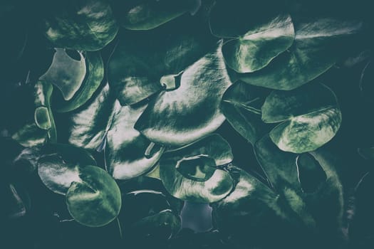 Lotus Leaves Background in Dark Contrast with Vintage Style.