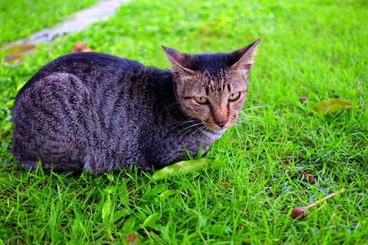 Cat Laying Down in Garden.