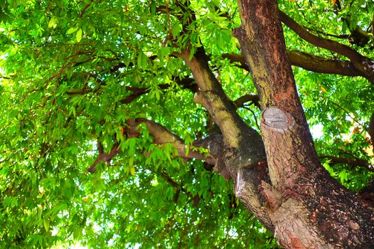 Low Angle View of Tree in The Park.