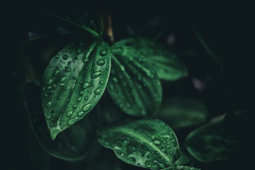 Raindrops on Leaves Background in Dark Contrast and Vintage Style with Space for Text.