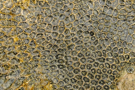 Fossilized sea animal on coast of Indian Ocean, Bali, Indonesia. Structure of sea coral fossil of yellow black color. Water in small recesses of coral. Sun's rays are reflected from the water surface.