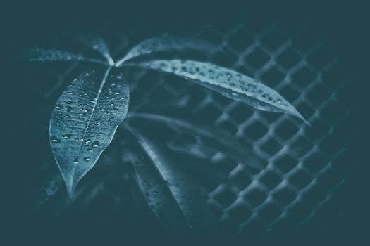 Raindrops on Leaf in Dark Contrast with Vintage Style. (Selective Focus)