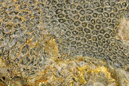 Fossilized sea animal on coast of Indian Ocean, Bali, Indonesia. Structure of sea coral fossil of yellow black color. Water in small recesses of coral. Sun's rays are reflected from the water surface.