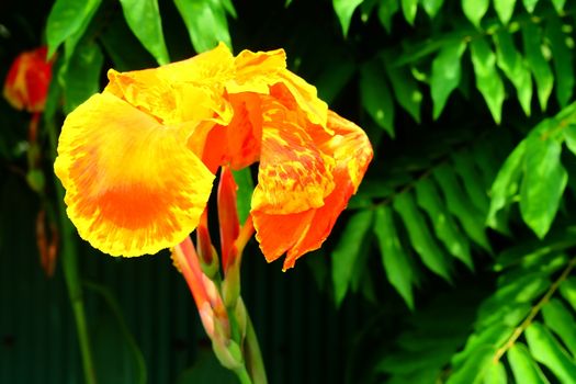 Canna Lily Flower in Garden. (Selective Focus)