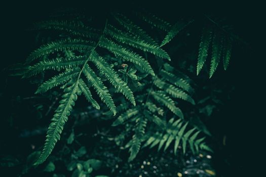 Close-up Fern Leaves Background in Dark Contrast with Vintage Background.