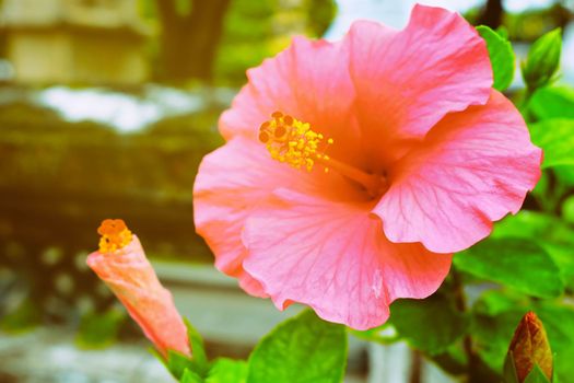 Close-up Pollen of Hibiscus Flower with Light Leak.