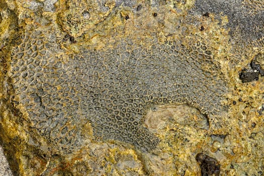 Fossilized sea animal on coast of Indian Ocean, Bali, Indonesia. Structure of sea coral fossil of yellow black color. Water in small recesses of coral. Sun's rays are reflected from the water surface.