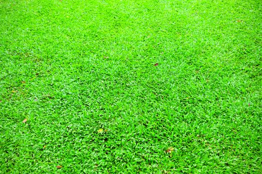 Green Lawn Background.