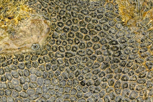 Fossilized sea animal on coast of Indian Ocean, Bali, Indonesia. Structure of sea coral fossil of yellow black color. Water in small recesses of coral. Sun's rays are reflected from the water surface.