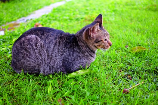 Cat Laying Down in Garden.