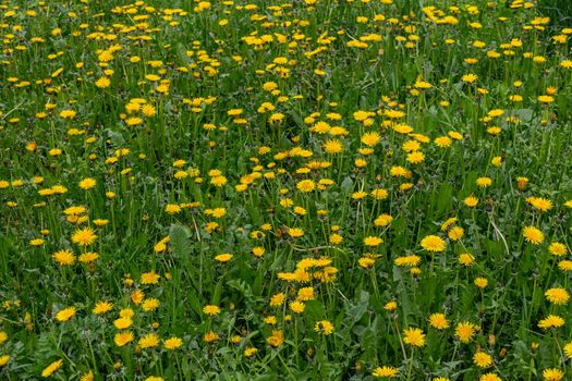 Yellow dandelions in the green spring meadow at cloudy daylight, full frame season specific background. Close-up with selective focus.