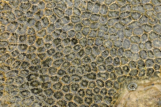 Fossilized sea animal on coast of Indian Ocean, Bali, Indonesia. Structure of sea coral fossil of yellow black color. Water in small recesses of coral. Sun's rays are reflected from the water surface.