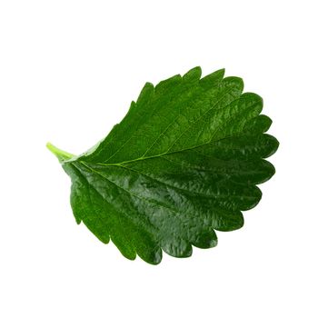 Green Strawberry Leaf isolated on white background