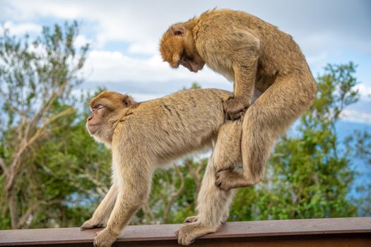 mating monkeys in wildlife in nature reserve.