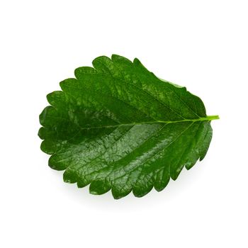 Green Strawberry Leaf isolated on white background