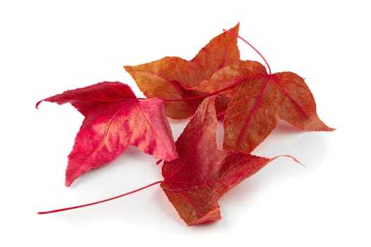 Dried maple leaves isolated on white background.