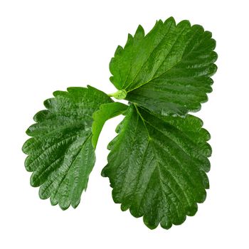 Green Strawberry Leaf isolated on white background